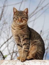 File:Tabby Cat.jpg