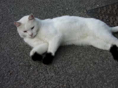 File:Black-whitesnow.jpg