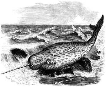 RoterNarfisch.jpg