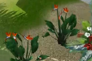 ParadiseBirdies