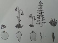Rishdelian Main Plants