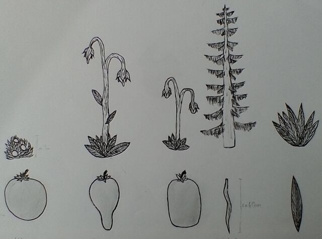 File:Rishdelian Main Plants.jpg