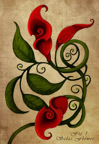 File:Selas Flower.jpg