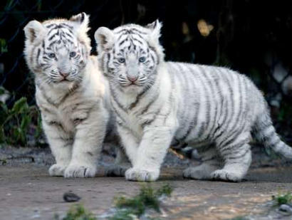 File:Tigercubs.jpg