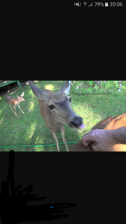 Deermassage