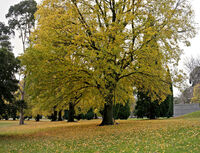 Memorial tree