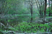 Svolnickmoor