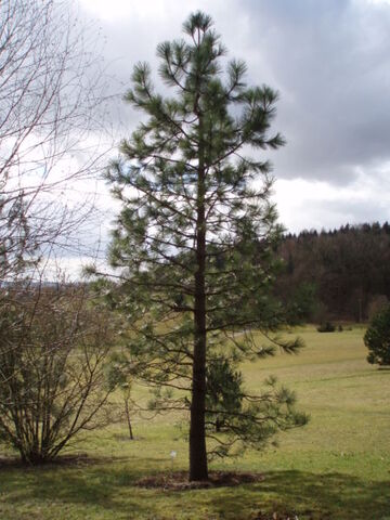 File:PinusJeffreyi.jpg