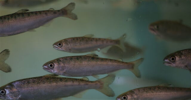 File:Lovia - Coho Salmon.jpg