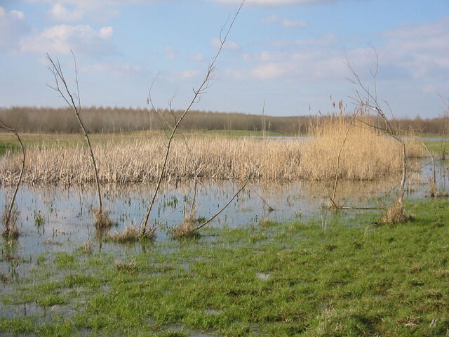 File:Mellon Wetlands.jpg