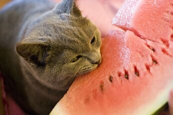Watermeloncat