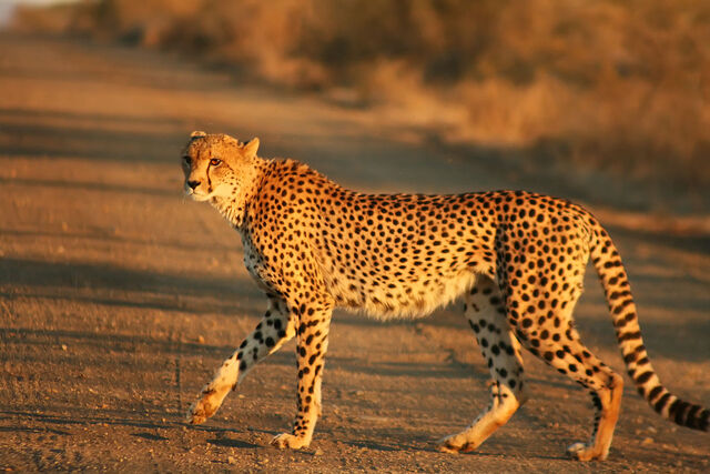 File:Cheetah Kruger.jpg