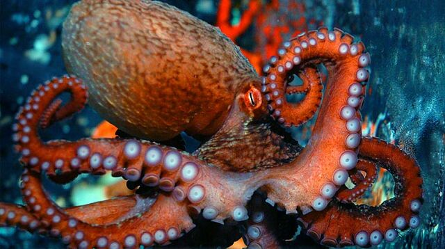 File:Revit-octopus.jpg