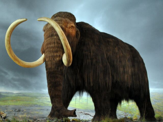 File:Woolly mammoth.jpg