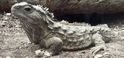 Tuatara