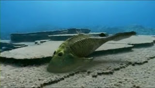 File:Cephalapsis.jpg