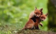 Fox2
