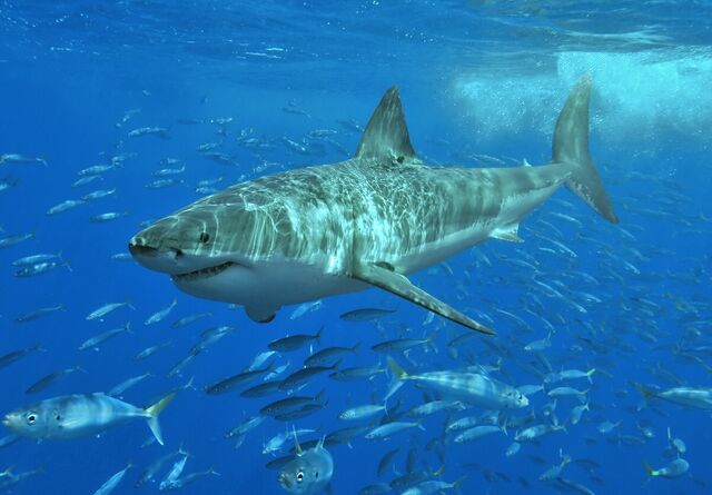 Fichier:Carcharodon carcharias.jpg