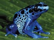 Plue Poison Dart Frog