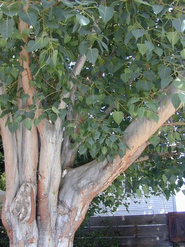 File:TreeTrunk.jpg