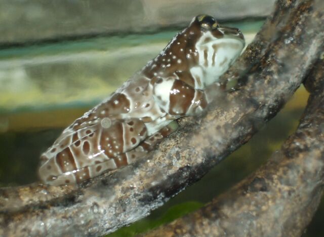 File:Tree frog.jpg