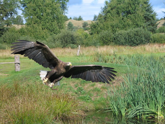 File:Eagle In Flight 2004-09-01.jpg
