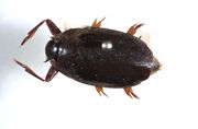 Whirligig Beetle