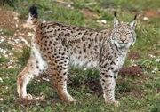 Iberian Lynx