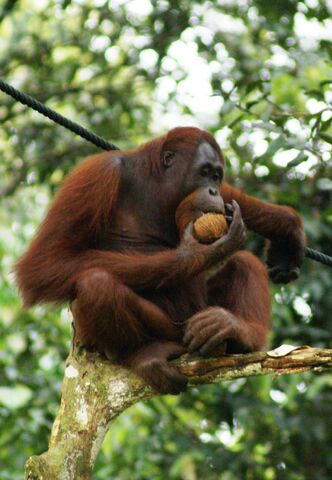 File:Orangutan.jpg