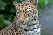 Persian Leopard