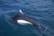 Dall's Porpoise