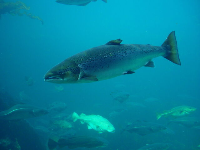 File:Atlantic Salmon.jpg