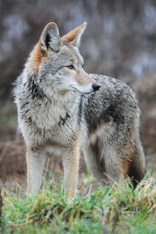 File:Coyote.jpg