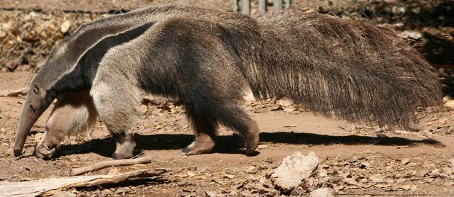 File:Giant Anteater.jpg