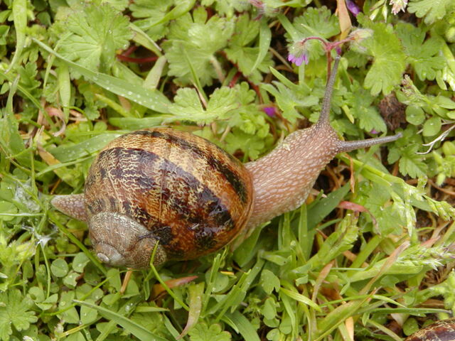 File:Garden snail.jpg