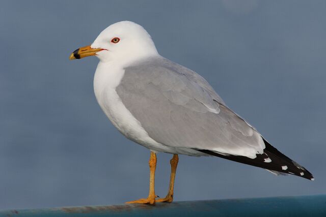 File:Ring Billed Gull.jpg