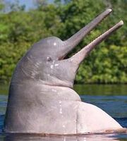 Amazon River Dolphin