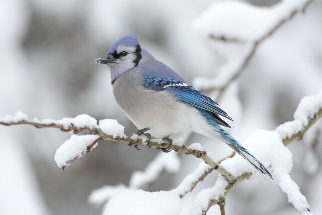 File:Blue jay.jpg