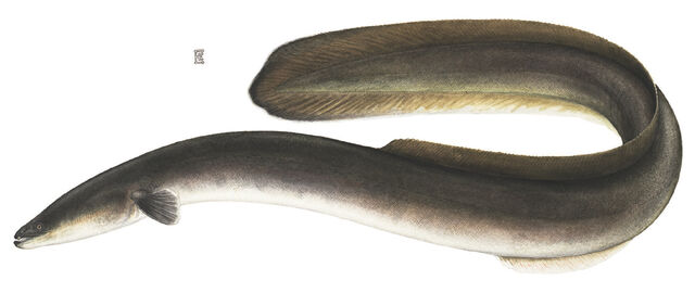 File:American Eel.jpg