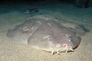 Pacific Angelshark