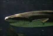 Broadnose Sevengill Shark