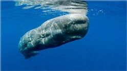 Pygmy Sperm Whale