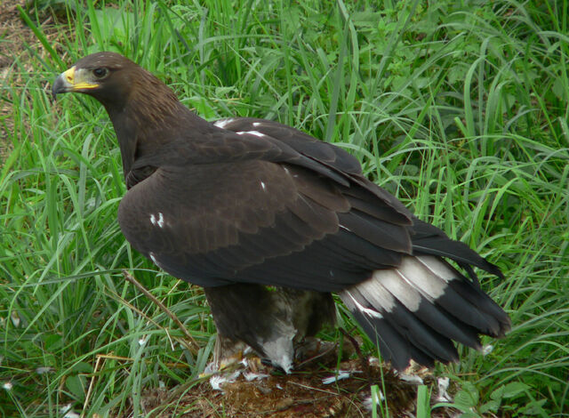 File:Golden Egale.jpg