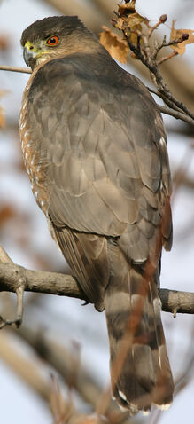File:Cooper's hawk.jpg