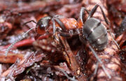 Hairy wood ant