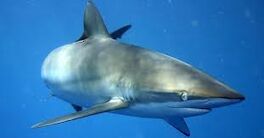 Silky Shark