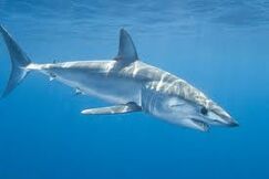 Longfin Mako Shark