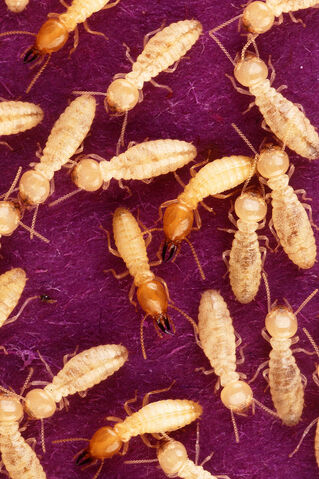 File:Termite.jpg