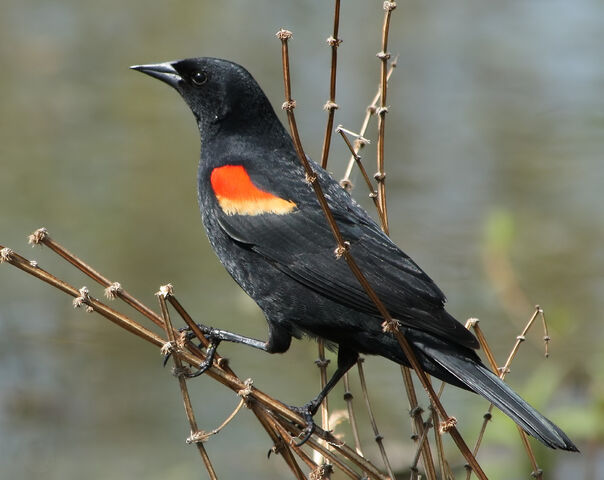 File:Red winged blackbird.jpg