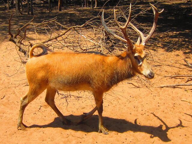 File:Père David's deer.jpg